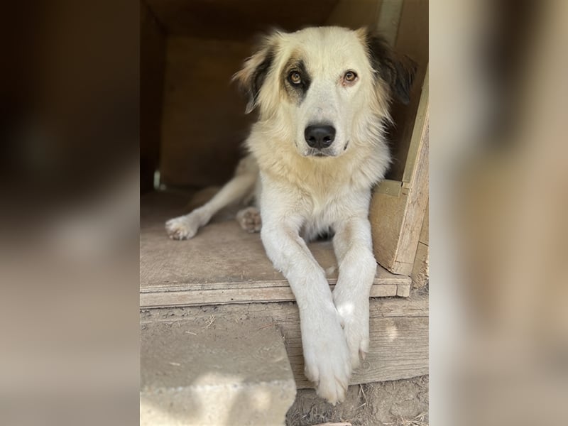 Vopo, geb. ca. 04/2022, lebt in GRIECHENLAND, auf einer privaten Pflegestelle