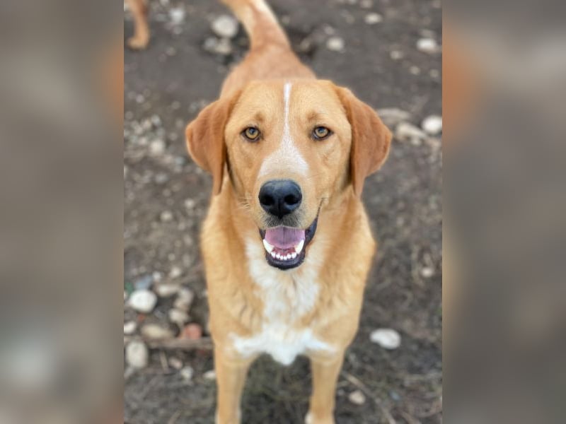 Hector, geb. ca. 11/2022, lebt in GRIECHENLAND, im städt. Tierheim Serres