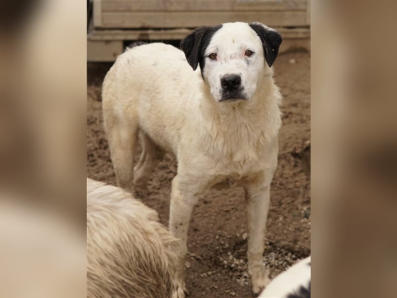 Ronny, geb. ca. 09/2022, lebt in GRIECHENLAND, im städt. Tierheim Serres