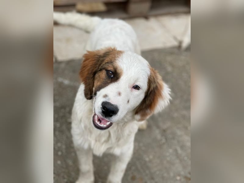 Fidi, geb. ca. 08/2025, lebt in GRIECHENLAND, im städt. Tierheim Serres