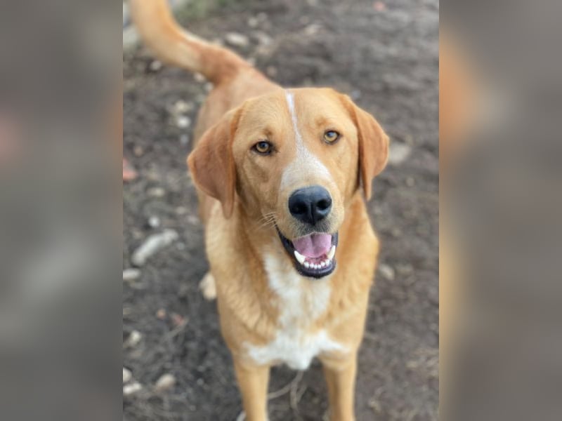 Hector, geb. ca. 11/2022, lebt in GRIECHENLAND, im städt. Tierheim Serres