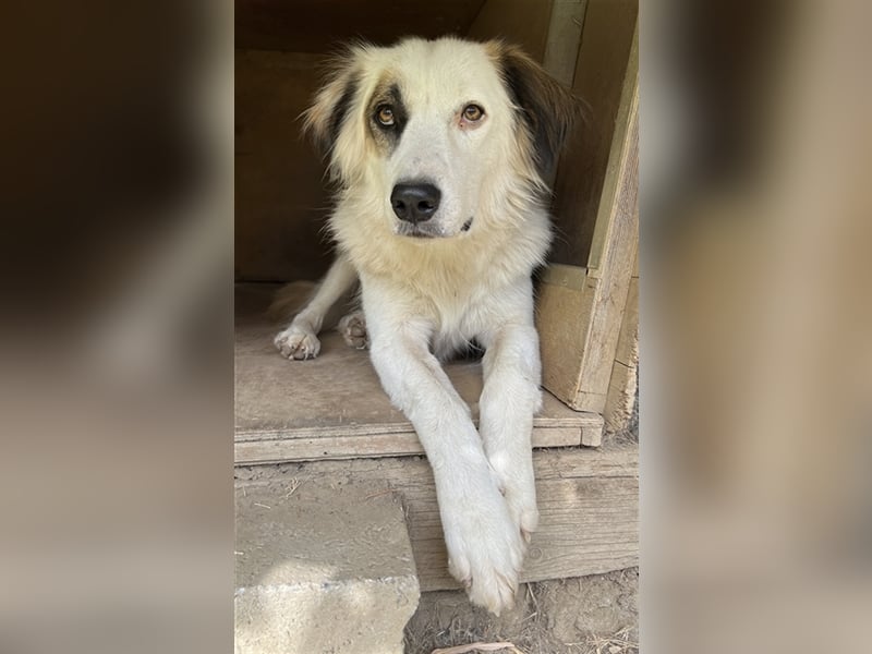 Vopo, geb. ca. 04/2022, lebt in GRIECHENLAND, auf einer privaten Pflegestelle