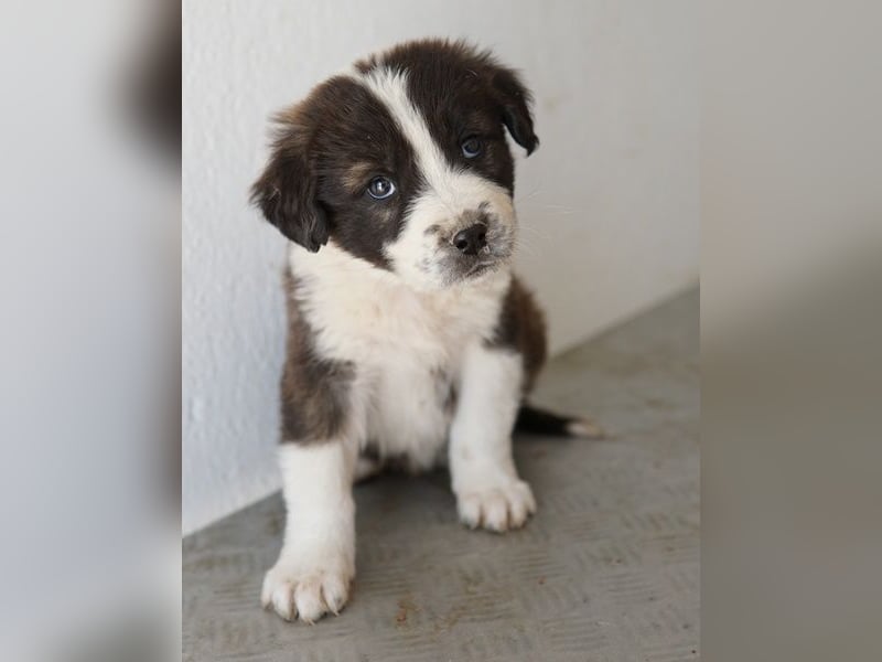 Whisky, geb. ca. 12/2025, lebt in GRIECHENLAND, im städt. Tierheim Serres