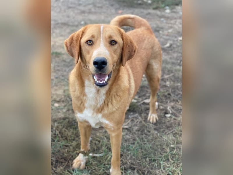 Hector, geb. ca. 11/2022, lebt in GRIECHENLAND, im städt. Tierheim Serres