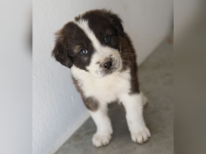 Whisky, geb. ca. 12/2025, lebt in GRIECHENLAND, im städt. Tierheim Serres