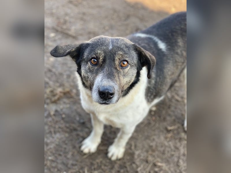 Degro, geb. ca. 01/2023, lebt in GRIECHENLAND, im städt. Tierheim Serres