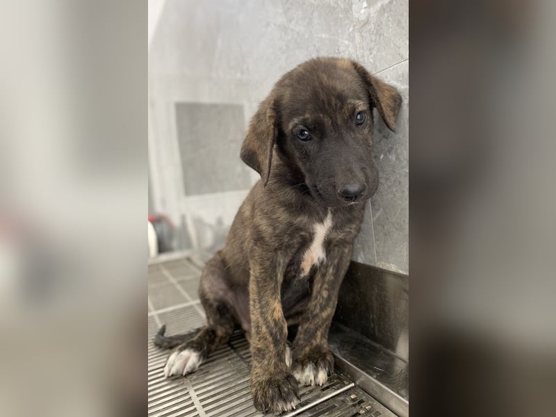 Tywin, geb. ca. 05/2024, lebt in GRIECHENLAND, auf einer privaten Pflegestelle