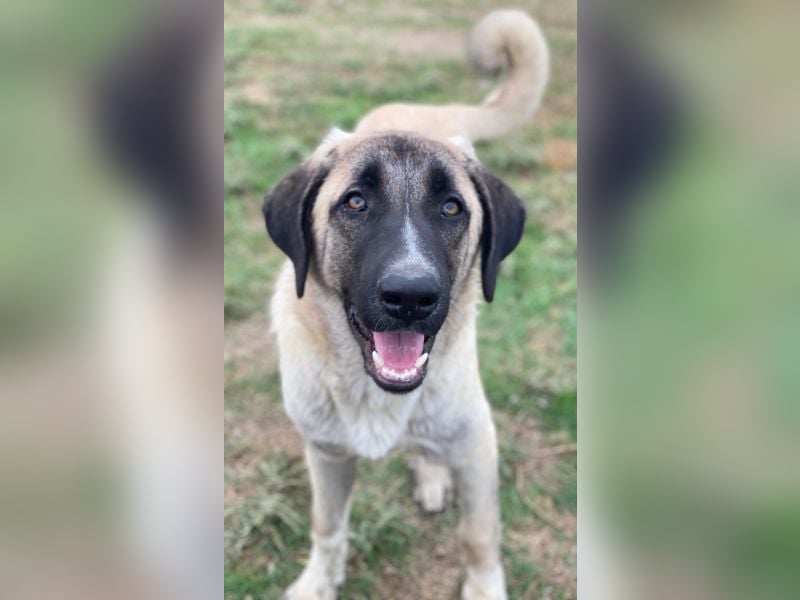 Twixx, geb. ca. 03/2025, lebt in GRIECHENLAND, im städt. Tierheim Serres