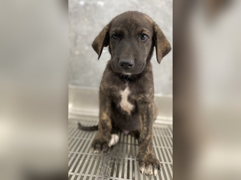 Tywin, geb. ca. 05/2024, lebt in GRIECHENLAND, auf einer privaten Pflegestelle