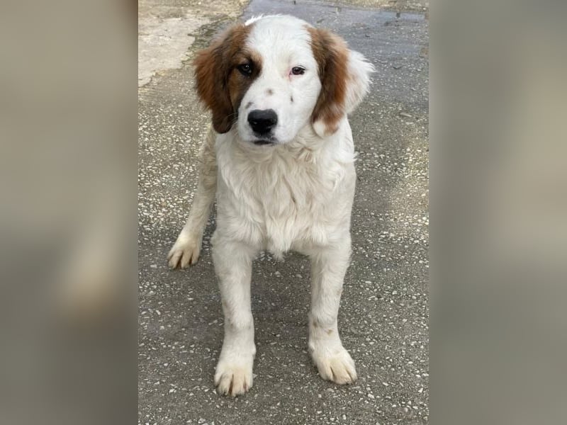 Fidi, geb. ca. 08/2025, lebt in GRIECHENLAND, im städt. Tierheim Serres