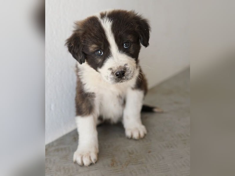 Whisky, geb. ca. 12/2025, lebt in GRIECHENLAND, im städt. Tierheim Serres