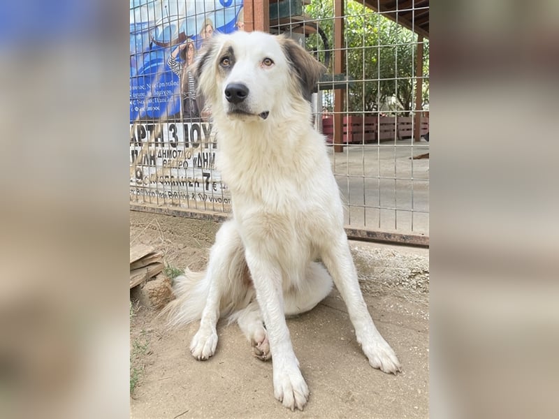 Vopo, geb. ca. 04/2022, lebt in GRIECHENLAND, auf einer privaten Pflegestelle