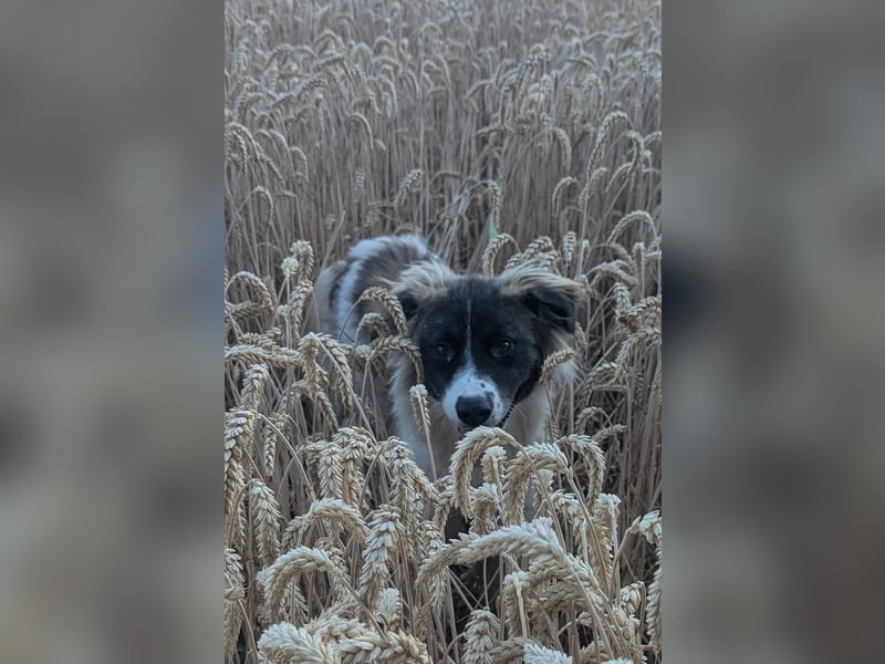Süße Fay sucht liebevolle Hundekenner