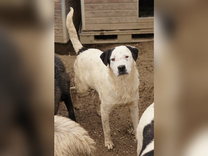 Ronny, geb. ca. 09/2022, lebt in GRIECHENLAND, im städt. Tierheim Serres