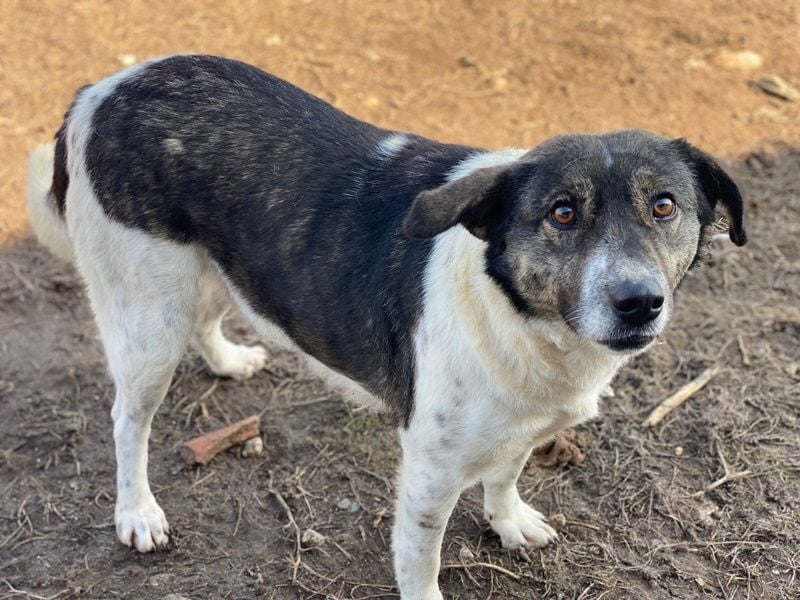 Degro, geb. ca. 01/2023, lebt in GRIECHENLAND, im städt. Tierheim Serres