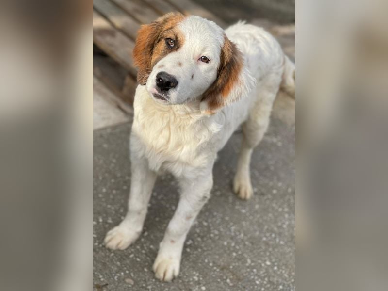 Fidi, geb. ca. 08/2025, lebt in GRIECHENLAND, im städt. Tierheim Serres