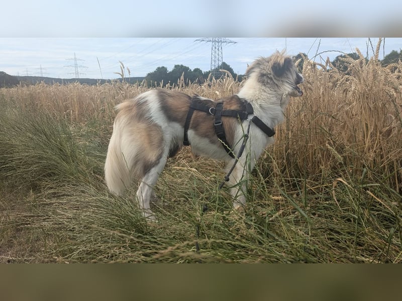 Süße Fay sucht liebevolle Hundekenner