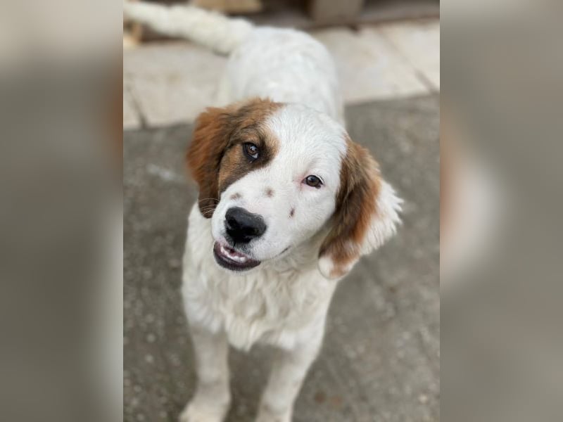 Fidi, geb. ca. 08/2025, lebt in GRIECHENLAND, im städt. Tierheim Serres