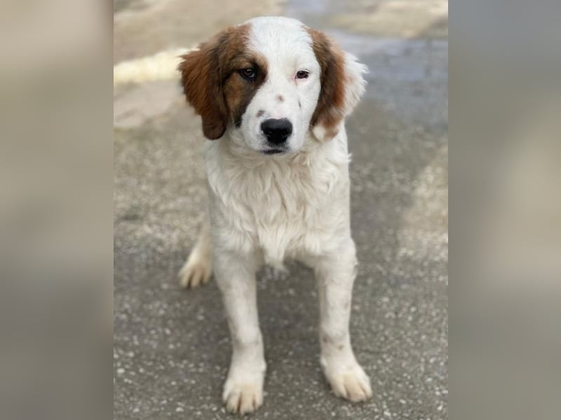 Fidi, geb. ca. 08/2025, lebt in GRIECHENLAND, im städt. Tierheim Serres