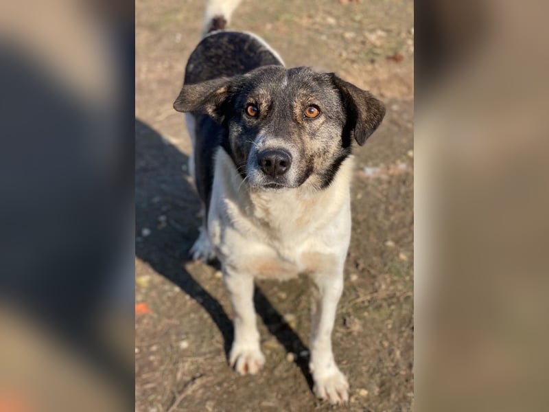 Degro, geb. ca. 01/2023, lebt in GRIECHENLAND, im städt. Tierheim Serres