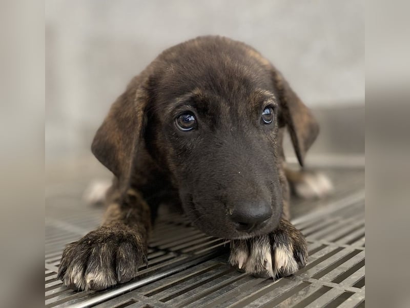 Tywin, geb. ca. 05/2024, lebt in GRIECHENLAND, auf einer privaten Pflegestelle