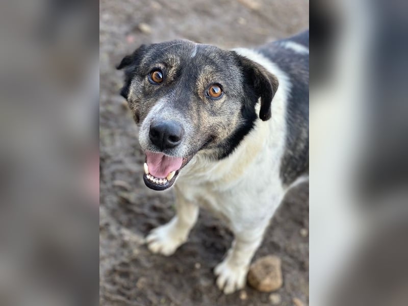 Degro, geb. ca. 01/2023, lebt in GRIECHENLAND, im städt. Tierheim Serres