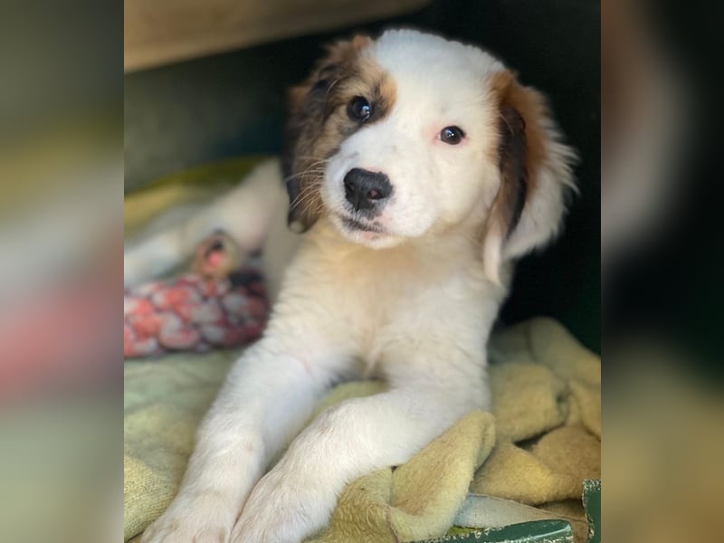 Fidi, geb. ca. 08/2025, lebt in GRIECHENLAND, im städt. Tierheim Serres