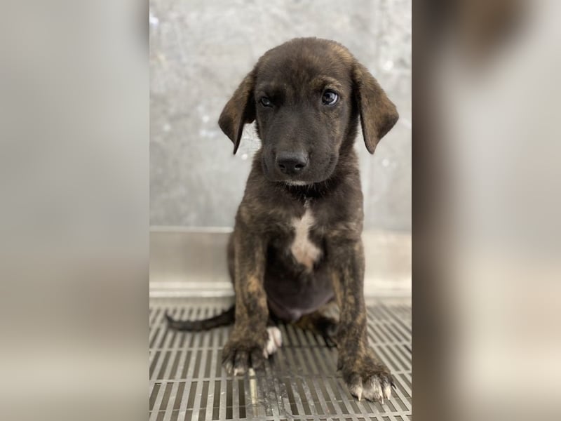 Tywin, geb. ca. 05/2024, lebt in GRIECHENLAND, auf einer privaten Pflegestelle