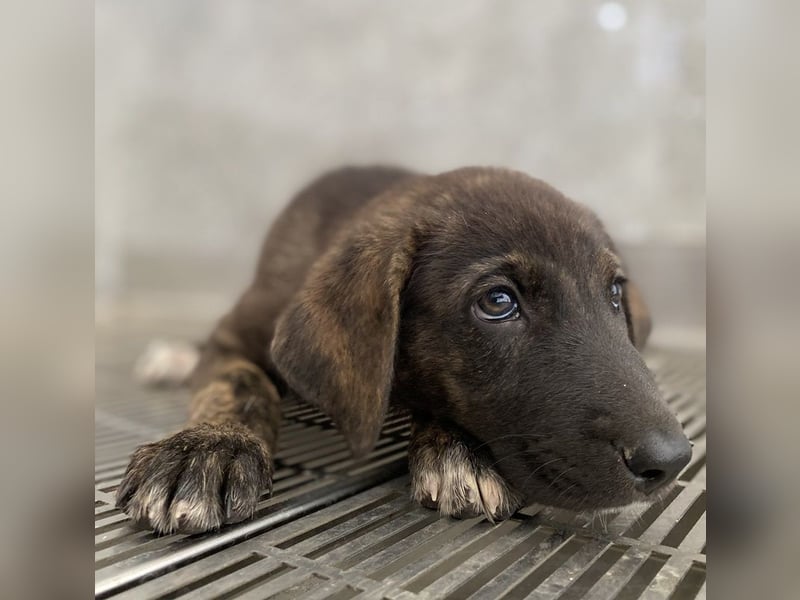 Tywin, geb. ca. 05/2024, lebt in GRIECHENLAND, auf einer privaten Pflegestelle