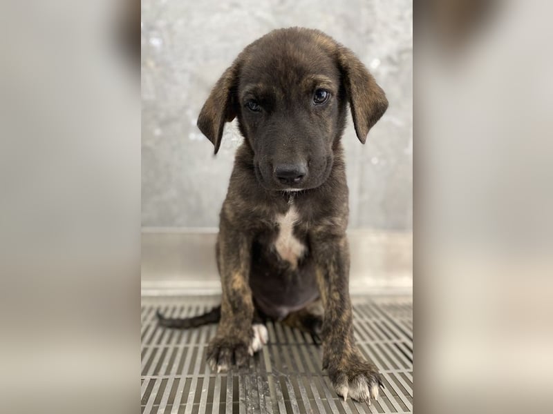 Tywin, geb. ca. 05/2024, lebt in GRIECHENLAND, auf einer privaten Pflegestelle