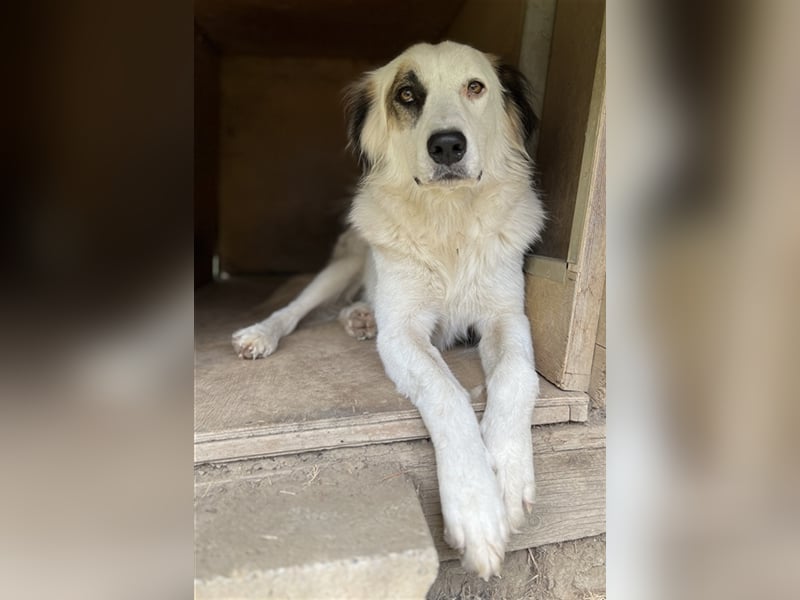 Vopo, geb. ca. 04/2022, lebt in GRIECHENLAND, auf einer privaten Pflegestelle