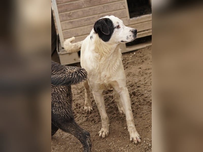 Ronny, geb. ca. 09/2022, lebt in GRIECHENLAND, im städt. Tierheim Serres