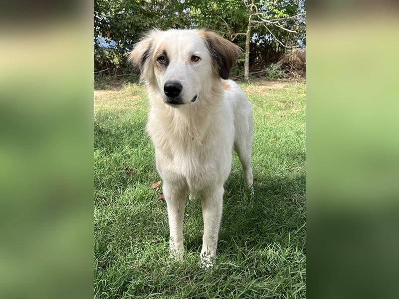 Vopo, geb. ca. 04/2022, lebt in GRIECHENLAND, auf einer privaten Pflegestelle