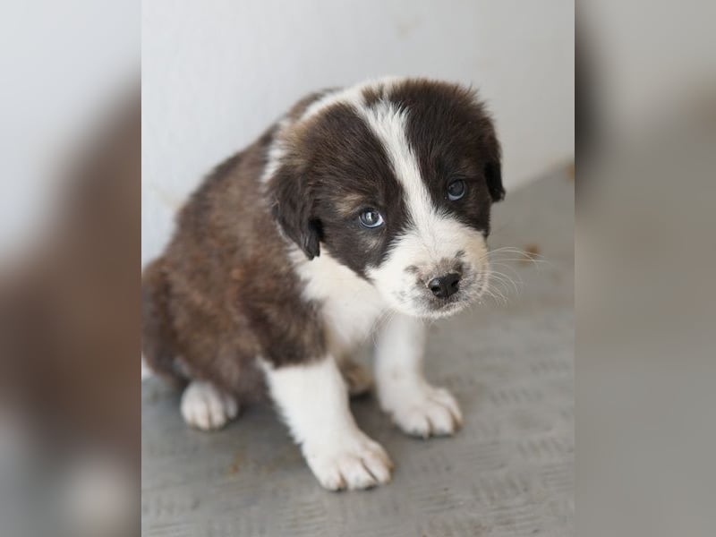 Whisky, geb. ca. 12/2025, lebt in GRIECHENLAND, im städt. Tierheim Serres