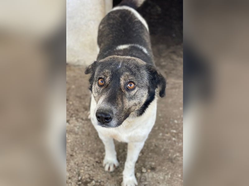 Degro, geb. ca. 01/2023, lebt in GRIECHENLAND, im städt. Tierheim Serres