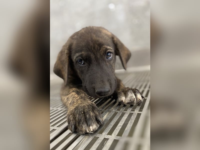 Tywin, geb. ca. 05/2024, lebt in GRIECHENLAND, auf einer privaten Pflegestelle