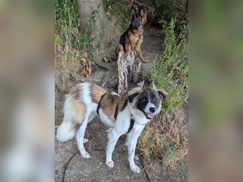 Süße Fay sucht liebevolle Hundekenner