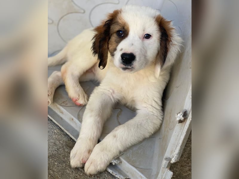 Fidi, geb. ca. 08/2025, lebt in GRIECHENLAND, im städt. Tierheim Serres