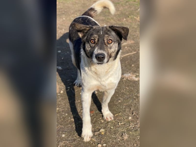 Degro, geb. ca. 01/2023, lebt in GRIECHENLAND, im städt. Tierheim Serres