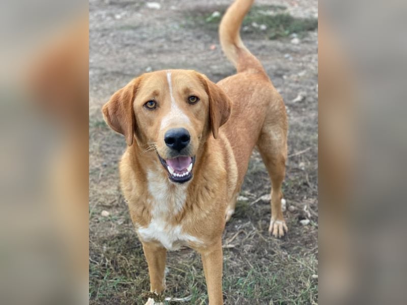 Hector, geb. ca. 11/2022, lebt in GRIECHENLAND, im städt. Tierheim Serres