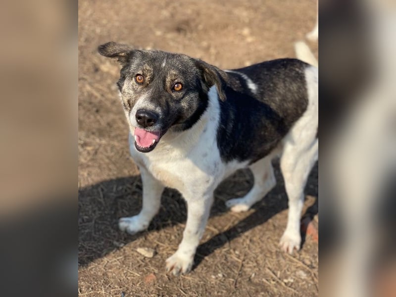 Degro, geb. ca. 01/2023, lebt in GRIECHENLAND, im städt. Tierheim Serres