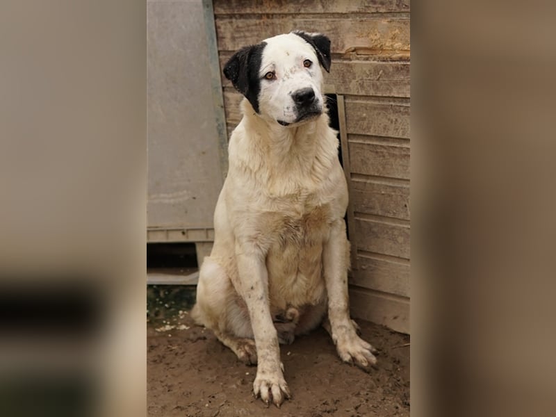 Ronny, geb. ca. 09/2022, lebt in GRIECHENLAND, im städt. Tierheim Serres