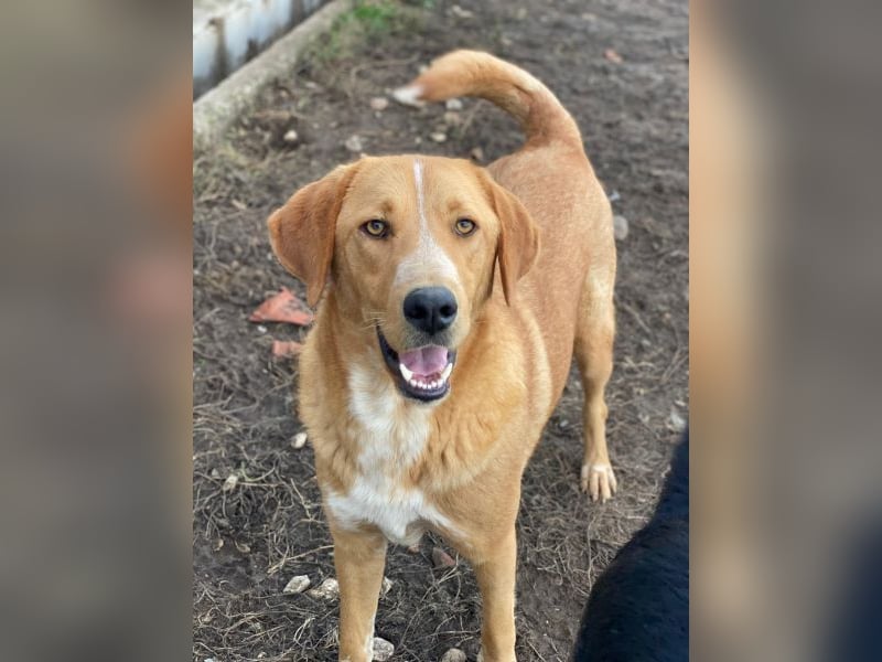 Hector, geb. ca. 11/2022, lebt in GRIECHENLAND, im städt. Tierheim Serres