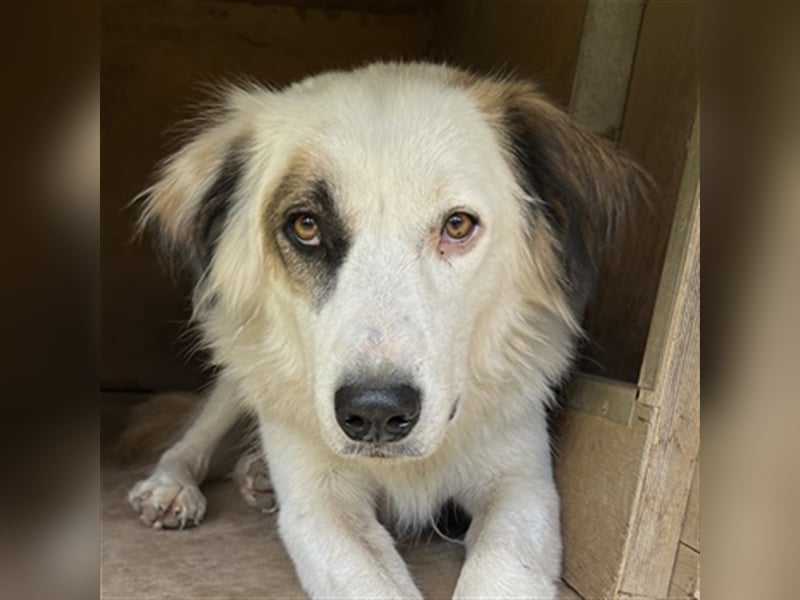 Vopo, geb. ca. 04/2022, lebt in GRIECHENLAND, auf einer privaten Pflegestelle