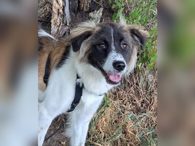 Süße Fay sucht liebevolle Hundekenner