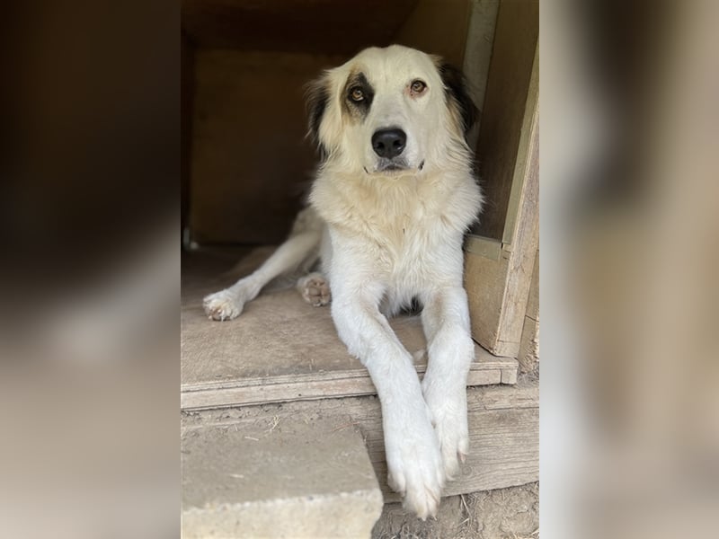 Vopo, geb. ca. 04/2022, lebt in GRIECHENLAND, auf einer privaten Pflegestelle