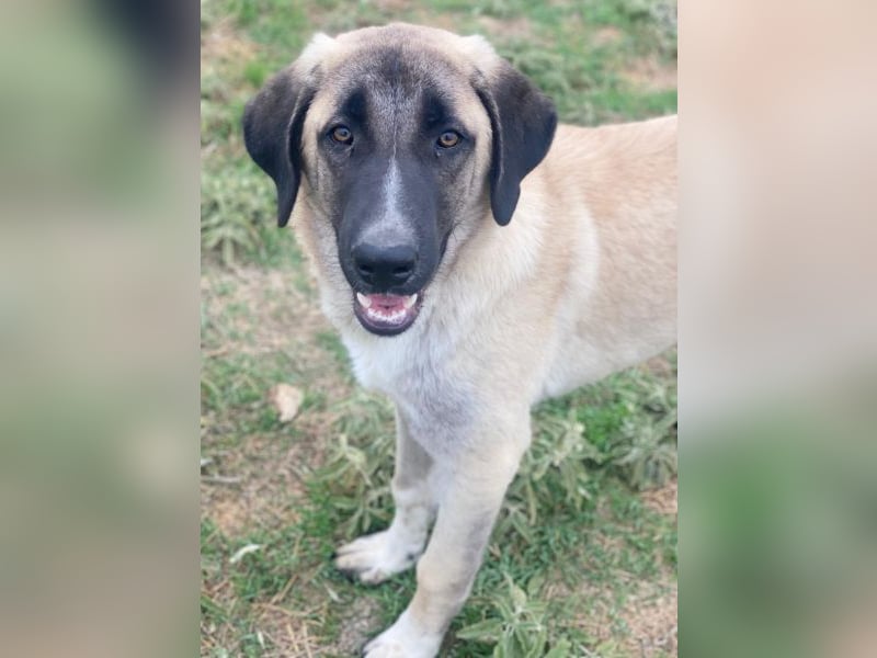 Twixx, geb. ca. 03/2025, lebt in GRIECHENLAND, im städt. Tierheim Serres