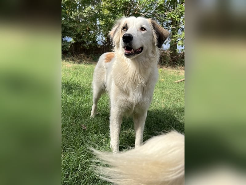 Vopo, geb. ca. 04/2022, lebt in GRIECHENLAND, auf einer privaten Pflegestelle