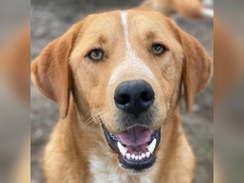 Hector, geb. ca. 11/2022, lebt in GRIECHENLAND, im städt. Tierheim Serres