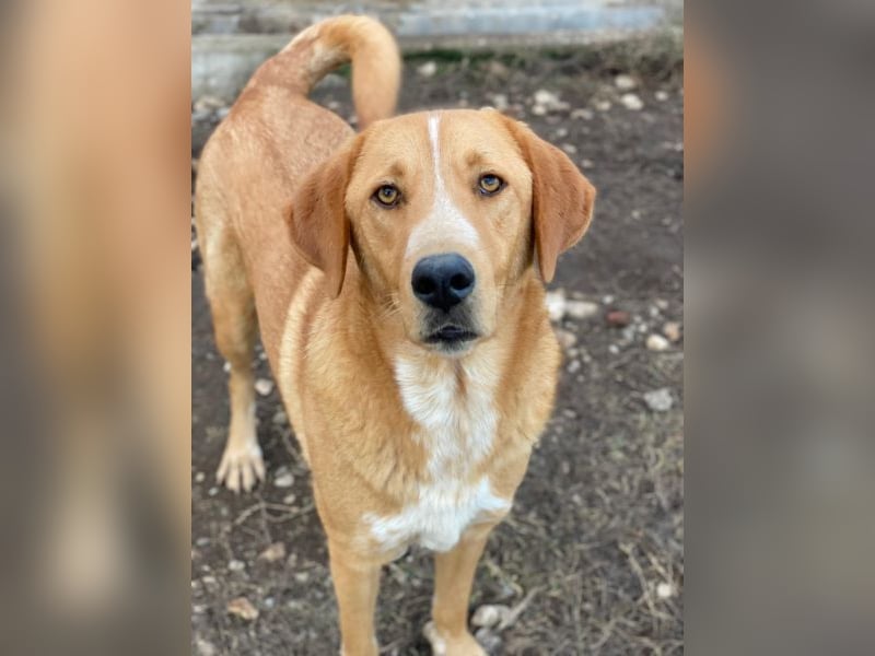 Hector, geb. ca. 11/2022, lebt in GRIECHENLAND, im städt. Tierheim Serres